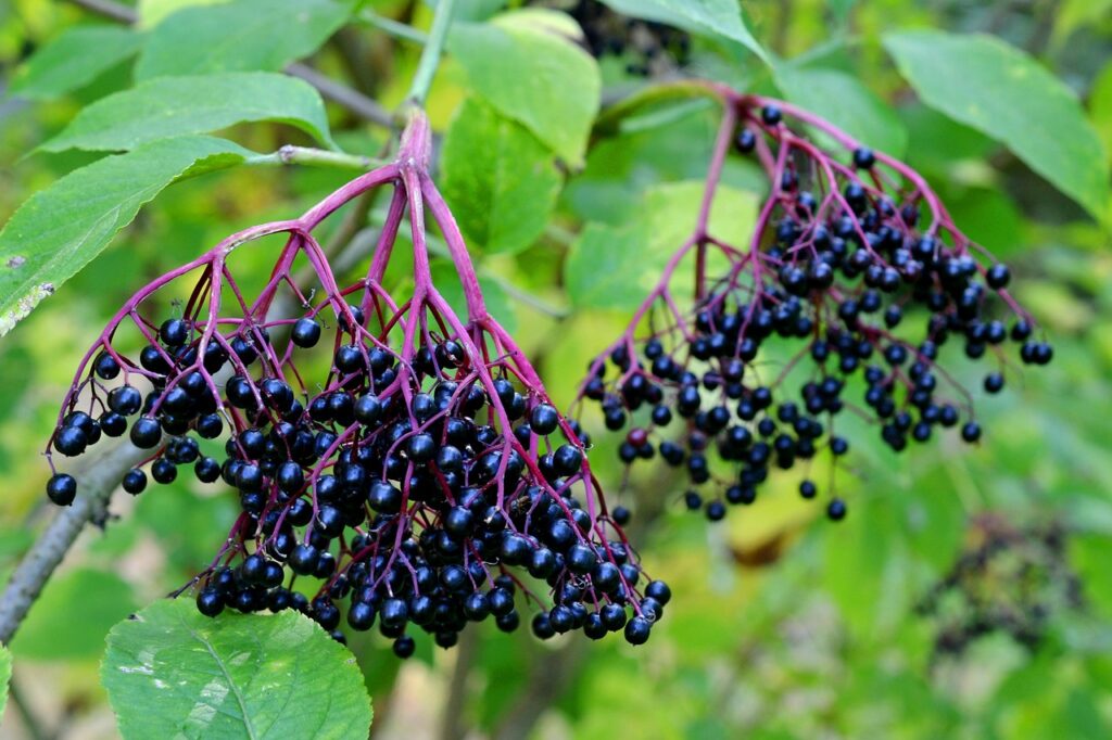 elder, elderberries, sambucus nigra-1609129.jpg